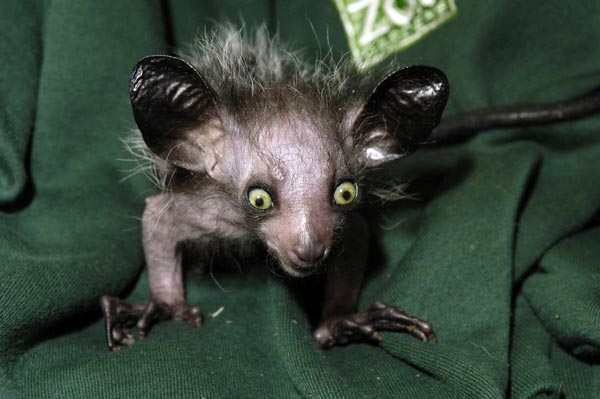 to save an ugly animal? ugly animals images. to save an ugly animal?
