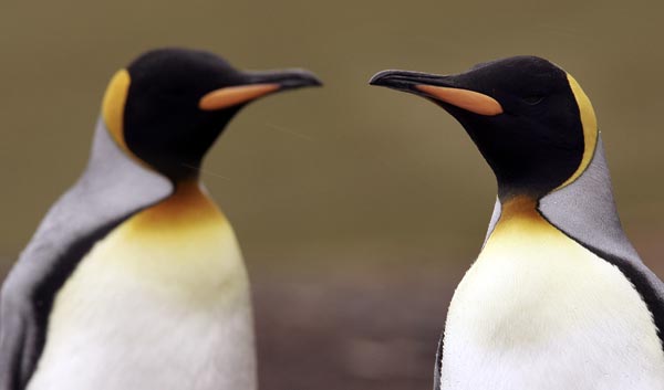 king-penguin.jpg