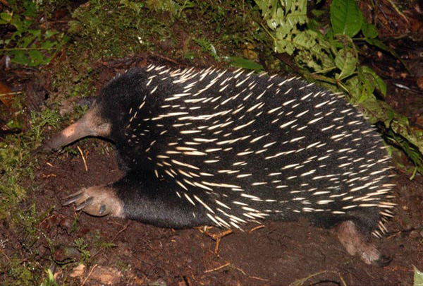 long-beaked-echidna.jpg