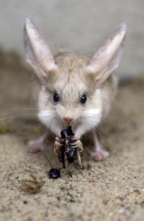 long-eared-jerboa.jpg