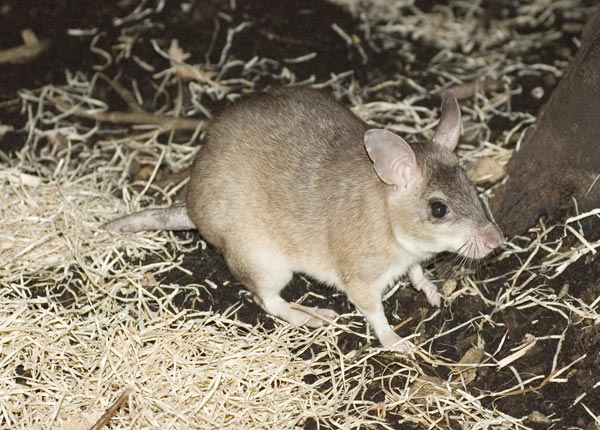 malagasy-giant-jumping-rat.jpg