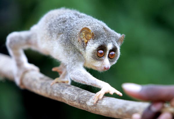 slender-loris.jpg